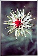 And It Is Divine magazine