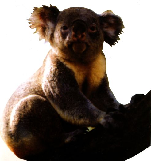 Connect 2000, &Eacute;lan Vital