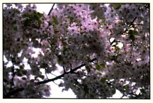 Prem Rawat's Connect magazine