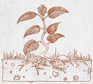 Plant