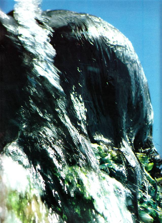 Prem Rawat Inspirational Speaker The Perfect Master at Holi '79 Getting Bucketed