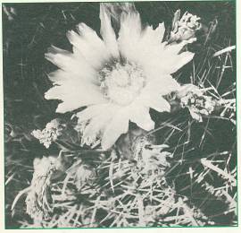 Prem Rawat's Meditation: The Missing Peace