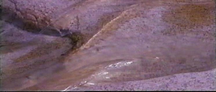 Maharaji: Madrid Aspirants, 1993